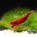 Bloody Mary Zwerggarnele - Neocaridina davidi vor Mooskugel (Produktbild)
