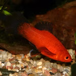 Wagtailplaty - Xiphophorus maculatus - Männchen (Produktbild)