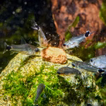 Sichelfleck zwergpanzerwelse fressen Sealife Power Paste Fischfutter und Garnelenfutter (Produktbild)