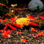 Rote Bienengarnelen fressen Sealife Color Paste Fischfutter und Garnelenfutter - Farbfutter (Produktbild)