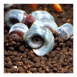Blaue Posthornschnecken Planorbella duryi Reinigungscrew (Produktbild)