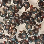 Blaue Posthornschnecken Planorbella duryi Reinigungscrew Gruppe (Produktbild)