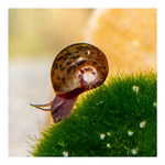Posthornschnecken marmoriert - Planorbella duryi Reinigungscrew - PHS (Produktbild)