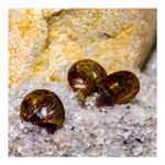 Posthornschnecken marmoriert - Planorbella duryi Reinigungscrew - PHS - 3er Set (Produktbild)