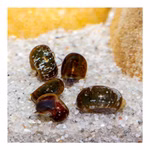 Posthornschnecken marmoriert - Planorbella duryi Reinigungscrew - PHS - 5er Set (Produktbild)