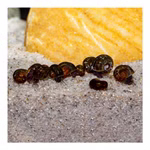 Posthornschnecken marmoriert - Planorbella duryi Reinigungscrew - PHS - 10er Set (Produktbild)