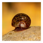 Posthornschnecken marmoriert - Planorbella duryi Reinigungscrew - PHS (Produktbild)