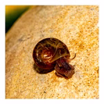 Posthornschnecken marmoriert - Planorbella duryi Reinigungscrew - PHS (Produktbild)