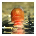 Orange-rote Posthornschnecken Planorbella duryi Reinigungscrew (Produktbild)