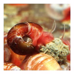 Orange-rote Posthornschnecken Planorbella duryi Reinigungscrew (Produktbild)