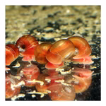 Orange-rote Posthornschnecken Planorbella duryi Reinigungscrew (Produktbild)