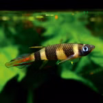 Ringelhechtling - Pseudepiplatys annulatus - Killifisch (Produktbild)