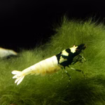 Zwerggarnele - Black Bee - Caridina logemanni auf Mooskugel (Produktbild)