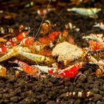 Zwerggarnelen Bienengarnelen - Caridina fressen Sealife Power Paste (Produktbild)