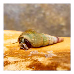 Malaiische Turmdeckelschnecken - Melanoides tuberculatus - Cleaningcrew - Bodengrundreinigung - TDS (Produktbild)