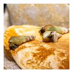 Turmdeckelschnecken - Melanoides tuberculatus - Cleaningcrew - Bodengrundreinigung 3er Set - TDS (Produktbild)