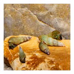 Turmdeckelschnecken - Melanoides tuberculatus - Cleaningcrew - Bodengrundreinigung 5er Set - TDS (Produktbild)