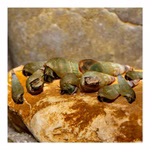 Malaiische Turmdeckelschnecken - Melanoides tuberculatus - Cleaningcrew - Bodengrundreinigung - TDS - 10er Set (Produktbild)