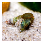 Malaiische Turmdeckelschnecken - Melanoides tuberculatus - Cleaningcrew - Bodengrundreinigung - TDS (Produktbild)