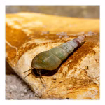Malaiische Turmdeckelschnecken - Melanoides tuberculatus - Cleaningcrew - Bodengrundreinigung - TDS (Produktbild)