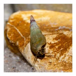 Malaiische Turmdeckelschnecken - Melanoides tuberculatus - Cleaningcrew - Bodengrundreinigung - TDS (Produktbild)