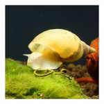 Yoda Schnecke Spitzschlammschnecke Lymnaea stagnalis Teichschnecke (Produktbild)