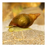 Yoda Schnecke Spitzschlammschnecke Lymnaea stagnalis (Produktbild)