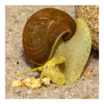 Yoda Schnecke Spitzschlammschnecke Lymnaea stagnalis (Produktbild)