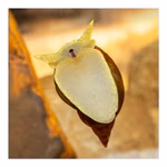 Yoda Schnecke Spitzschlammschnecke Lymnaea stagnalis (Produktbild)