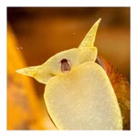 Yoda Schnecke Spitzschlammschnecke Lymnaea stagnalis (Produktbild)
