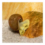 Yoda Schnecke Spitzschlammschnecke Lymnaea stagnalis (Produktbild)
