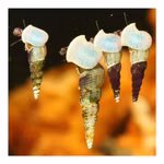 Brackwasser Turmdeckelschnecke - Melanoides tuberculatus - Cleaningcrew - Bodengrundreinigung Brackwasser Turmdeckelschnecke - Melanoides tuberculatus - Cleaningcrew - Bodengrundreinigung (Produktbild)