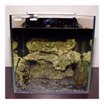 Beispiel Nano Aquarium - Brackwasser Turmdeckelschnecke - Melanoides tuberculatus Beispiel Nano Aquarium - Brackwasser Turmdeckelschnecke - Melanoides tuberculatus (Produktbild)