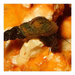 Brackwasser Turmdeckelschnecke - Melanoides tuberculatus - Cleaningcrew - Bodengrundreinigung Brackwasser Turmdeckelschnecke - Melanoides tuberculatus - Cleaningcrew - Bodengrundreinigung (Produktbild)
