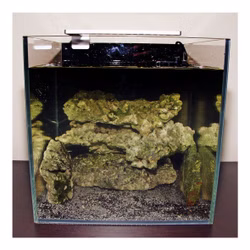 Beispiel Nano Aquarium - Brackwasser Turmdeckelschnecke - Melanoides tuberculatus Beispiel Nano Aquarium - Brackwasser Turmdeckelschnecke - Melanoides tuberculatus (Produktbild)