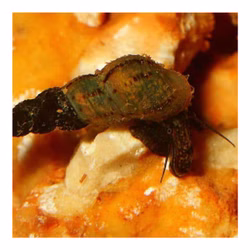 Brackwasser Turmdeckelschnecke - Melanoides tuberculatus - Cleaningcrew - Bodengrundreinigung Brackwasser Turmdeckelschnecke - Melanoides tuberculatus - Cleaningcrew - Bodengrundreinigung (Produktbild)
