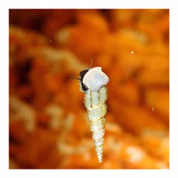 Brackwasser Turmdeckelschnecke - Melanoides tuberculatus - Cleaningcrew - Bodengrundreinigung Brackwasser Turmdeckelschnecke - Melanoides tuberculatus - Cleaningcrew - Bodengrundreinigung (Produktbild)