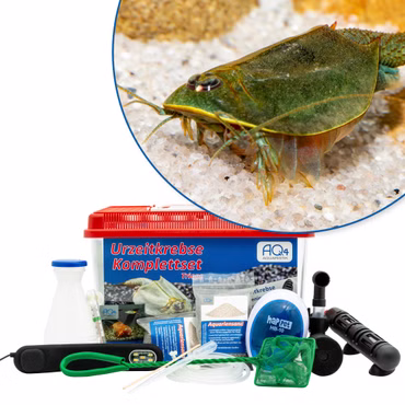 Premium Triops australiensis Ayers Rock (grün) Komplettset - mit LED-Beleuchtung - Filter und Heizung Premium Triops australiensis Ayers Rock (grün) Komplettset - mit LED-Beleuchtung - Filter und Heizung (Produktbild)