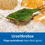 Triops australiensis Ayers Rock (grün) - Australischer Urzeitkrebs (Produktbild)