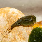 Triops australiensis Ayers Rock grün - Urzeitkrebse (Produktbild)