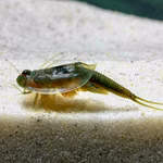 Triops australiensis Ayers Rock grün - Urzeitkrebse auf Sand (Produktbild)