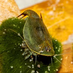 Triops australiensis Ayers Rock grün - Urzeitkrebse adult (Produktbild)