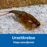 Triops cancriformis - Urzeitkrebs  (Produktbild)