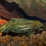 Triops cancriformis - Urzeitkrebs  (Produktbild)