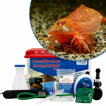Premium Triops cancriformis var. Beni Kabuto Ebi Komplettset - mit LED-Beleuchtung und Filter Premium Triops cancriformis var. Beni Kabuto Ebi Komplettset - mit LED-Beleuchtung und Filter (Produktbild)