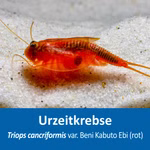 Triops cancriformis var. Beni Kabuto Ebi rot - Urzeitkrebse (Produktbild)