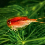 Triops cancriformis var. Beni Kabuto Ebi rot - Urzeitkrebse  frei schwimmendv(Produktbild)