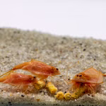 Triops cancriformis var. Beni Kabuto Ebi rot - Urzeitkrebse , Gruppe beim Fressen (Produktbild)