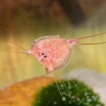 Triops cancriformis var. Beni Kabuto Ebi rot - Urzeitkrebse halbwüchsig (Produktbild)