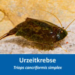  Triops cancriformis simplex - Kleiner Sommerschildkrebs - Urzeitkrebs  (Produktbild)